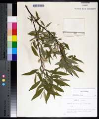 Salix sericea image