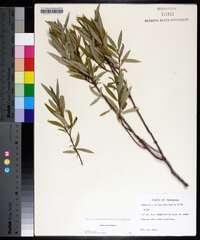 Salix sericea image