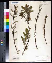 Salix sericea image