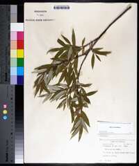 Salix sericea image