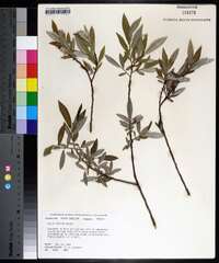 Salix sericea image