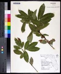 Exothea paniculata image