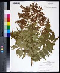 Sapindus saponaria image