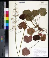 Heuchera americana image