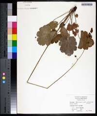 Heuchera americana image