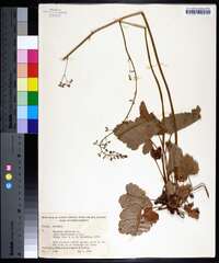 Heuchera americana image