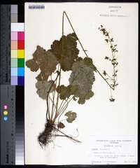 Heuchera americana image