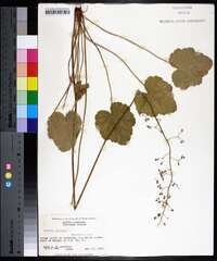 Heuchera americana image