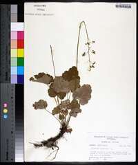 Heuchera americana image