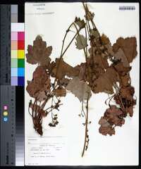 Heuchera americana image