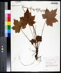 Heuchera americana image