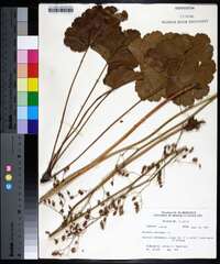 Heuchera americana image