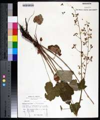 Heuchera americana image