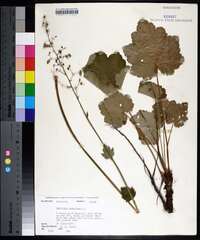 Heuchera americana image