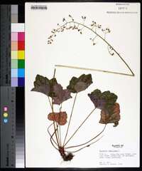 Heuchera americana image