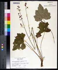 Heuchera longiflora image