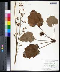 Heuchera longiflora image