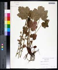 Heuchera pubescens image