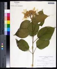 Hydrangea arborescens var. oblonga image
