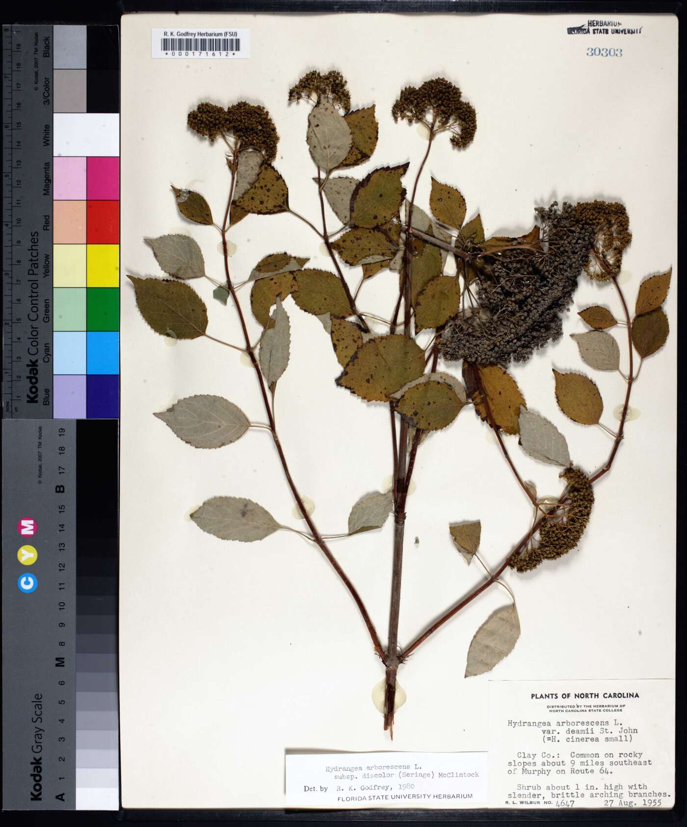 Hydrangea arborescens subsp. discolor image