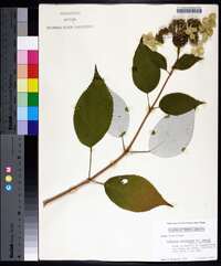 Hydrangea arborescens subsp. radiata image