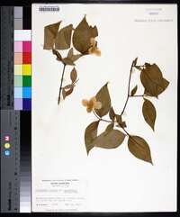 Philadelphus inodorus image