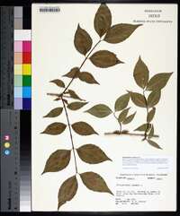 Philadelphus inodorus image