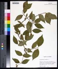 Philadelphus inodorus image