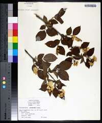 Philadelphus pubescens image