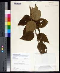 Philadelphus pubescens image