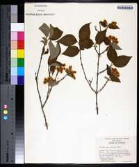 Philadelphus hirsutus image