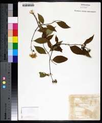 Philadelphus hirsutus image