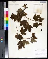 Ribes cynosbati image