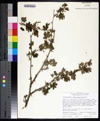 Ribes missouriense image