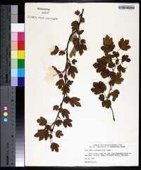 Ribes rotundifolium image