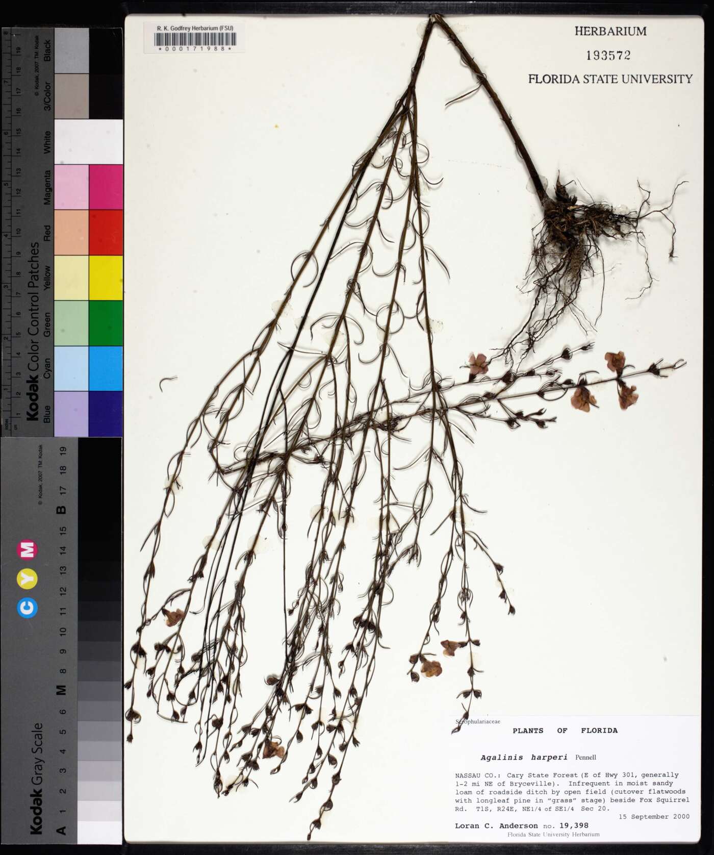Agalinis harperi image