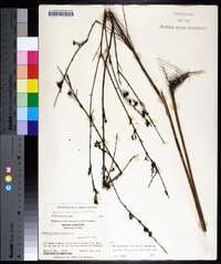 Agalinis fasciculata image