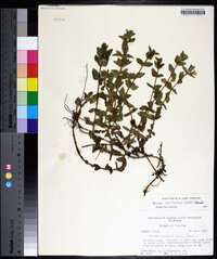 Bacopa caroliniana image