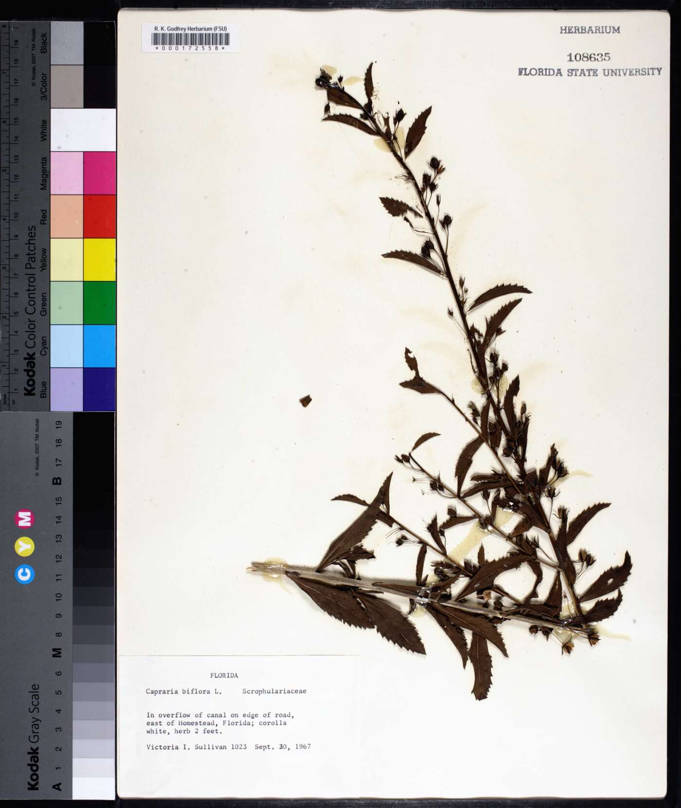 Capraria biflora image