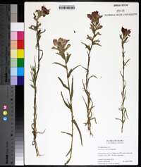 Castilleja indivisa image