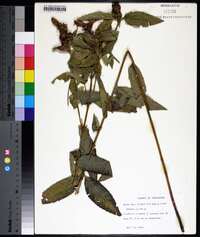 Image Associated With the Occurence