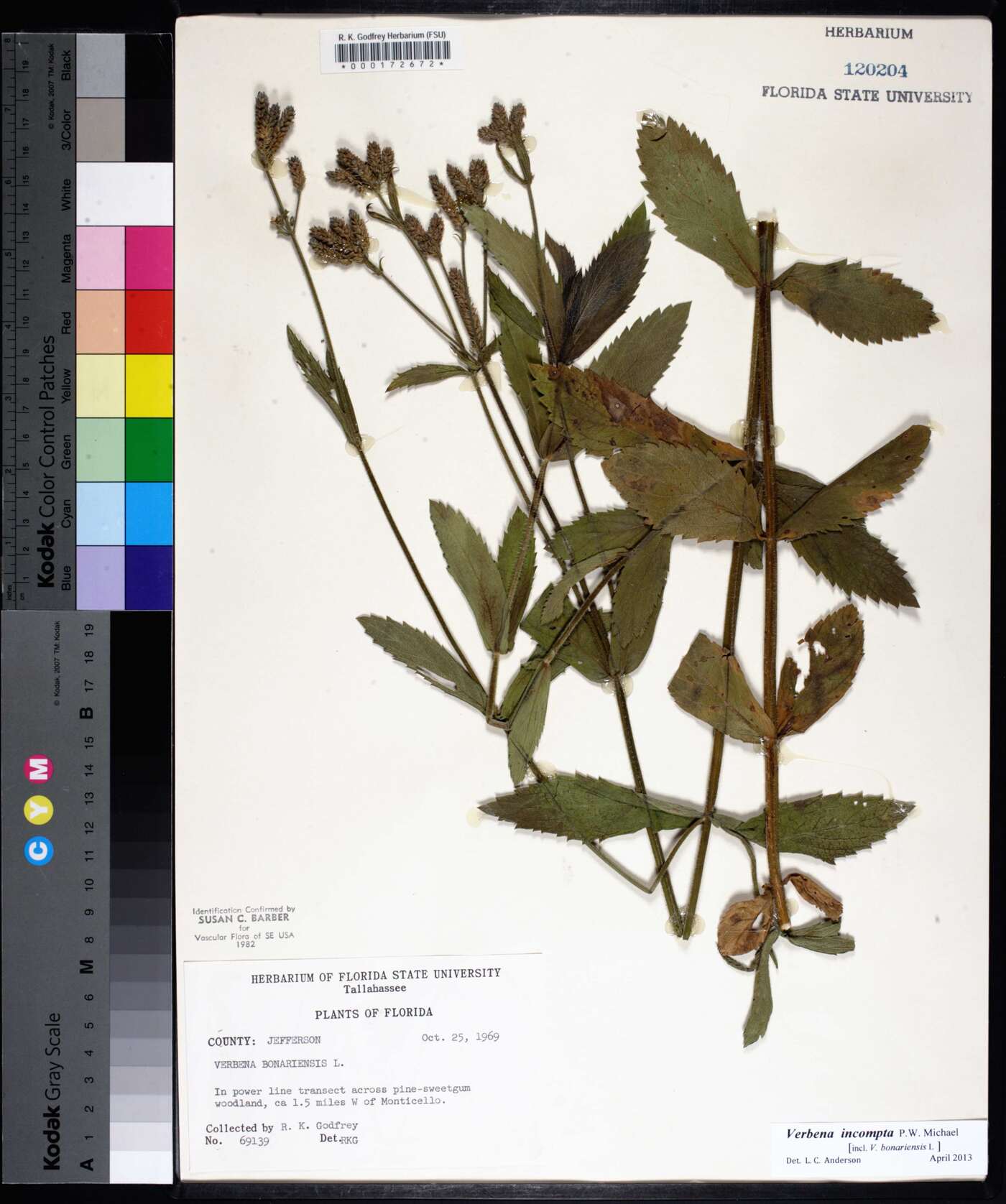 Verbena incompta image