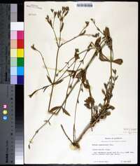 Verbena brasiliensis image