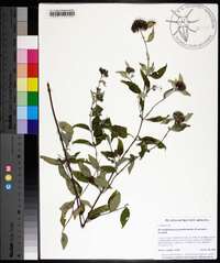 Pycnanthemum pycnanthemoides image