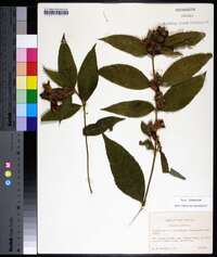 Image Associated With the Occurence