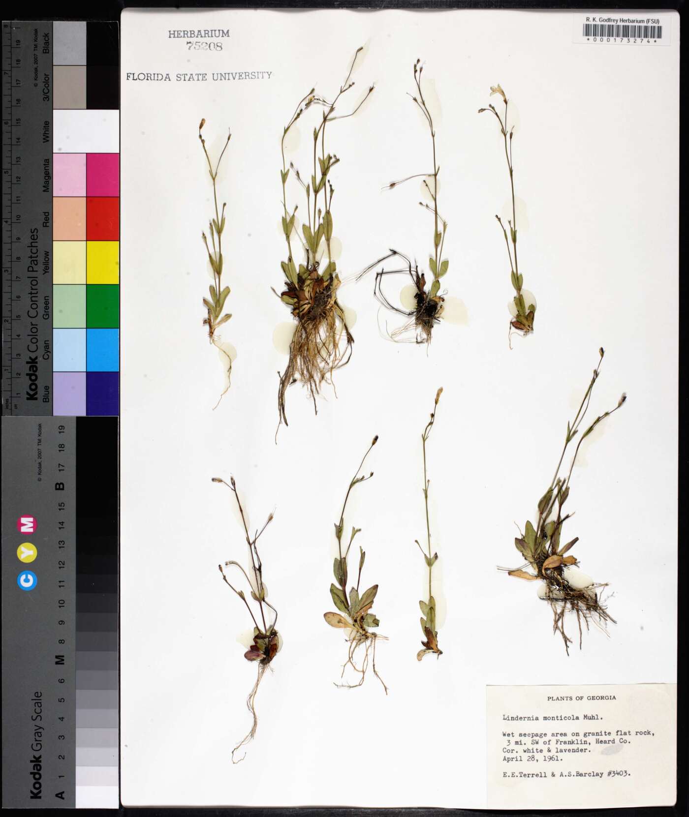 Lindernia monticola image