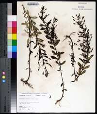 Mecardonia acuminata image
