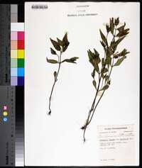 Melampyrum lineare var. latifolium image