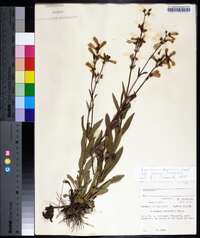 Penstemon australis image