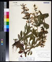 Penstemon canescens subsp. canescens image